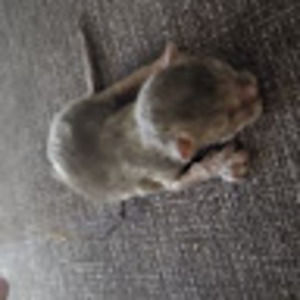 Meet your Posher, Iseis